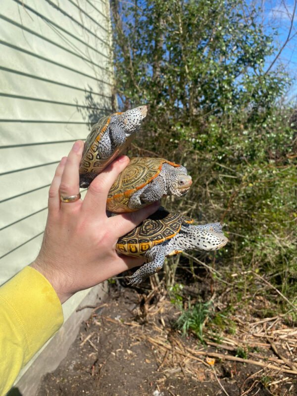 Adult Diamondback Terrapin Trio