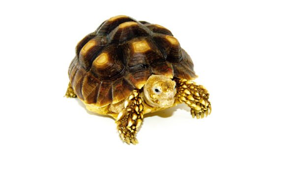 African Spurred Tortoise