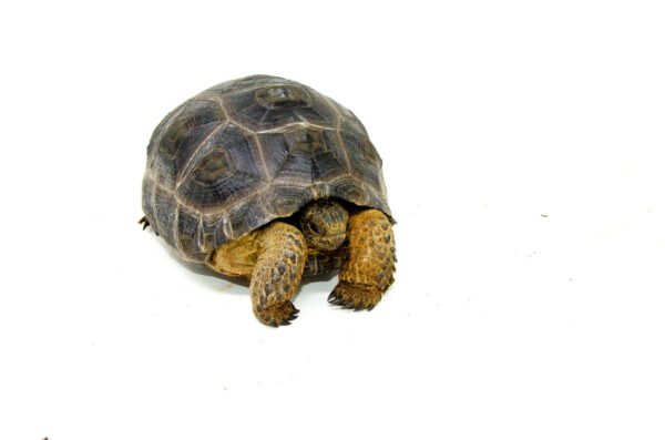Aldabra Tortoise