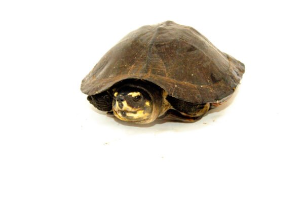 Black Marsh Turtle Adults