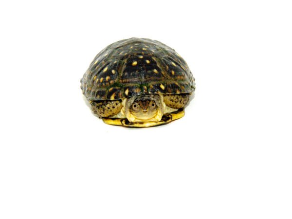 Blanding's Turtle