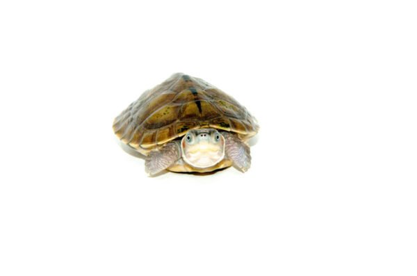Brown Roofed Turtle