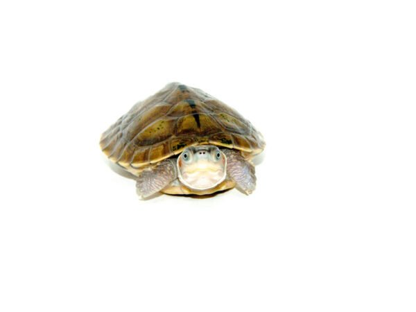 Brown Roofed Turtle