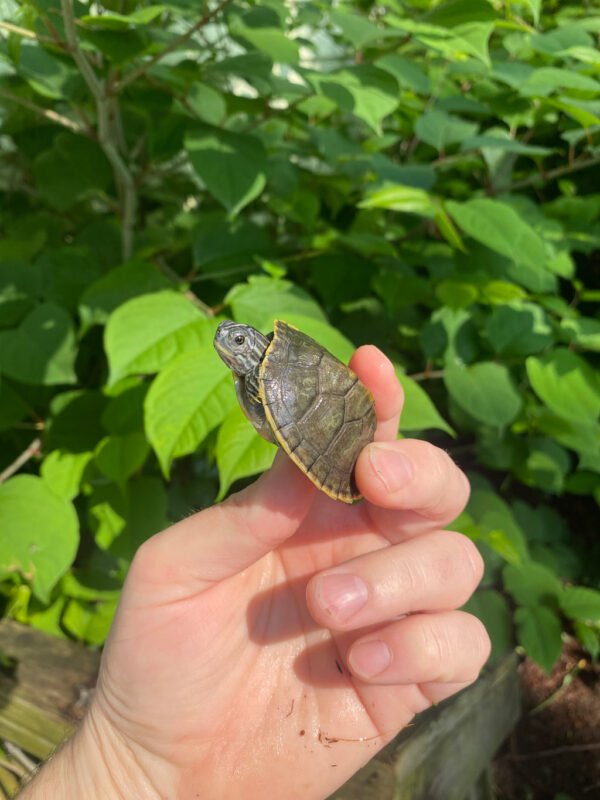 Charcoal Penninsula Cooter Turtle Babies