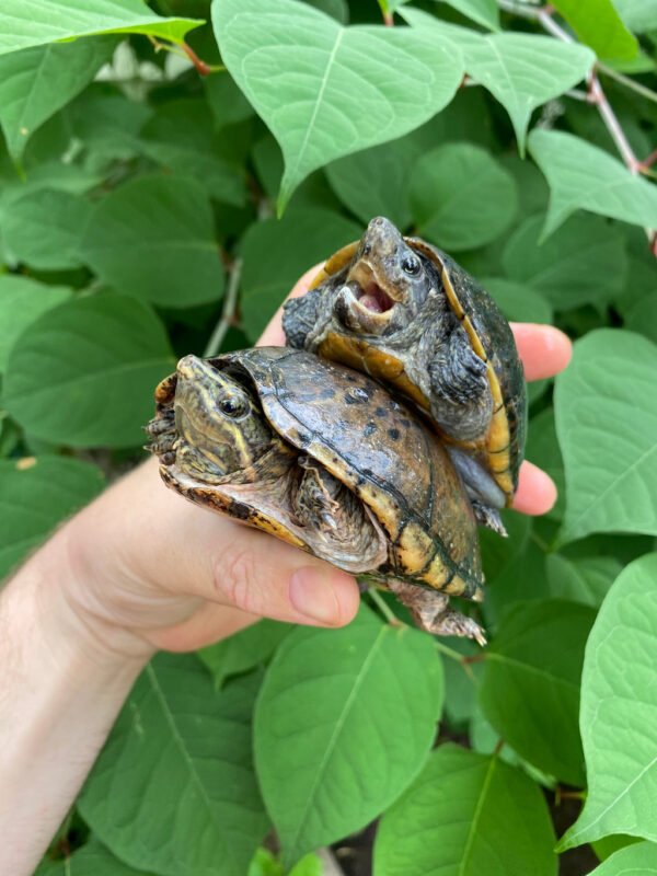 Common Musk Turtles for sale