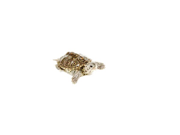 Concentric Diamondback Terrapin