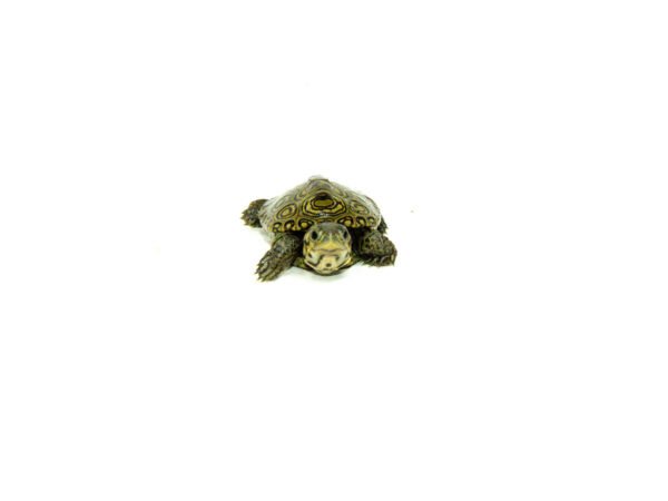 Concentric Diamondback Terrapin