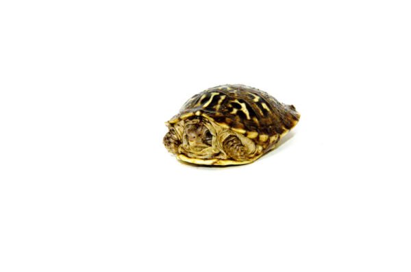 Desert Box Turtle Babies