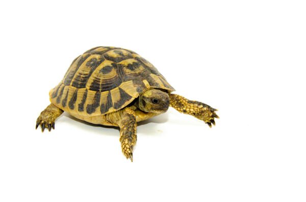 Eastern Hermann's Tortoise