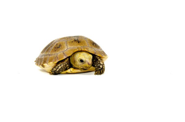 Elongated Tortoise Babies