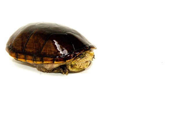 Florida Mud Turtle Adult Pair