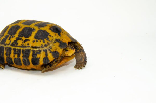 Forstens Tortoise Adult