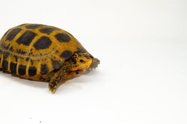 Forstens Tortoise Adult