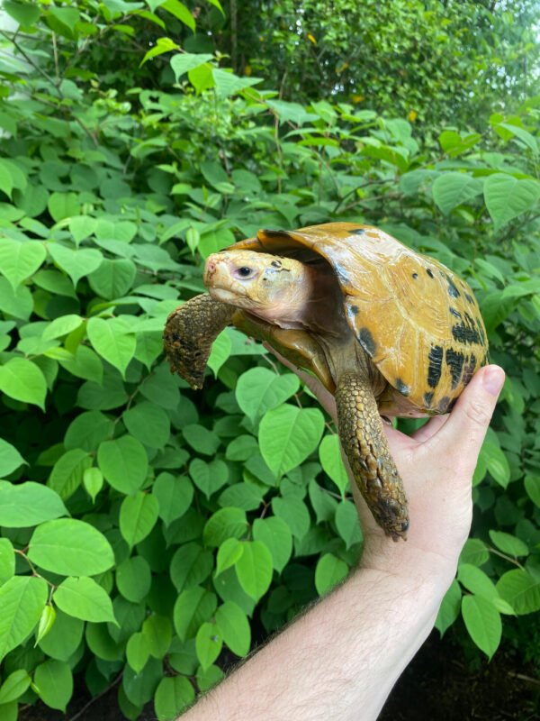 Forstens Tortoise Adult Male for sale
