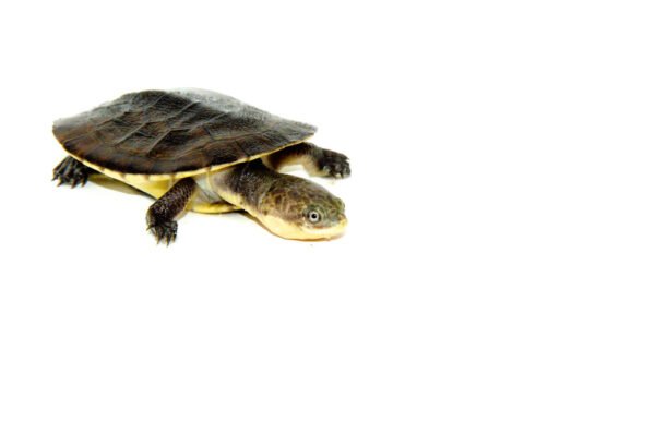 Golden Thread Turtle Babies
