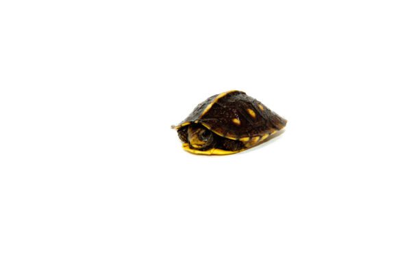 Gulf Coast Box Turtle Babies