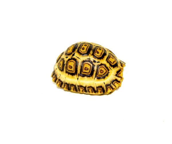 HI WHITE South African Giant Leopard Tortoise Female