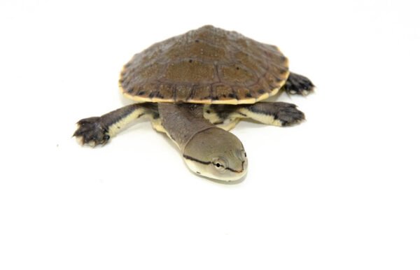 Hillary Sideneck Turtle Baby