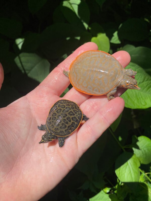 Hypomelanistic Florida Softshell