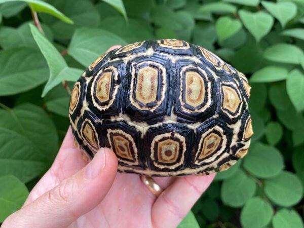 Leopard Tortoise Female