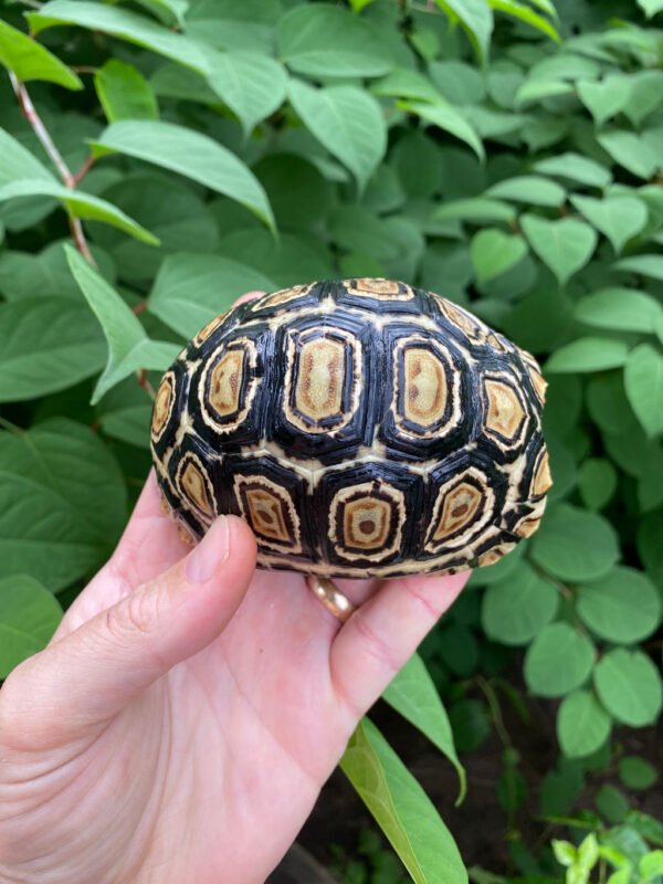 Leopard Tortoise Female