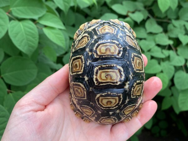 Leopard Tortoise Female