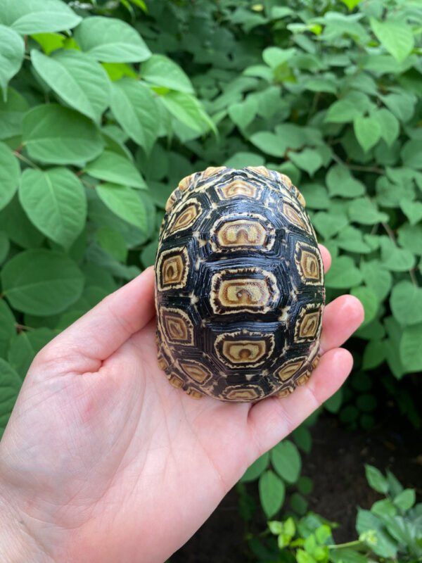 Leopard Tortoise Female