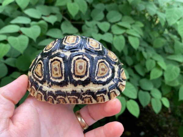 Leopard Tortoise Female