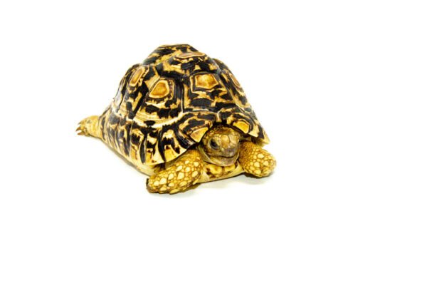 Leopard Tortoise Female