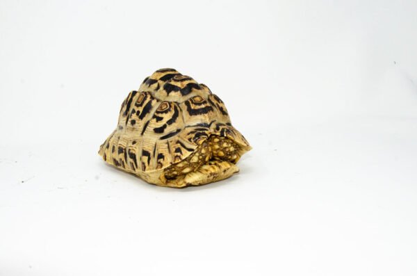 Leopard Tortoise Female