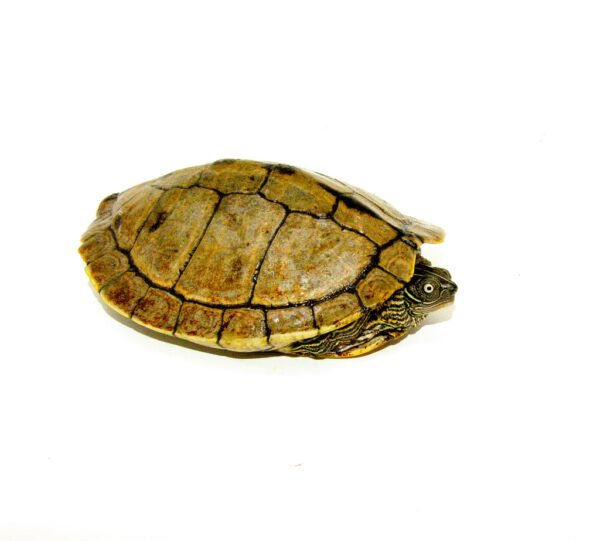 Mississippi Map Turtle Adults