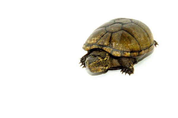 Mississippi Mud Turtle