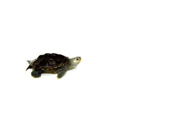 Northern Diamondback Terrapin