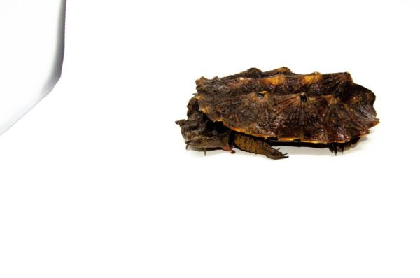 Peruvian Mata Mata