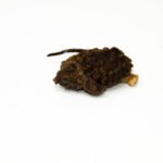 Pied Alligator Snapping Turtle