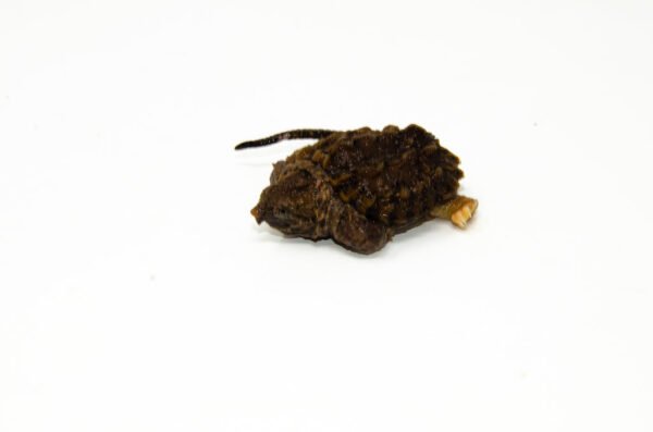 Pied Alligator Snapping Turtle