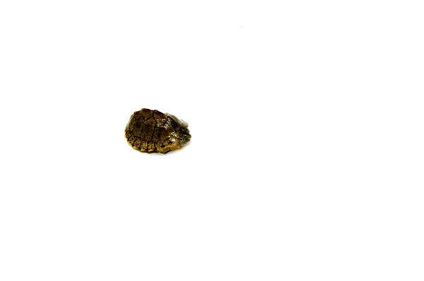Razor backed Musk Turtle