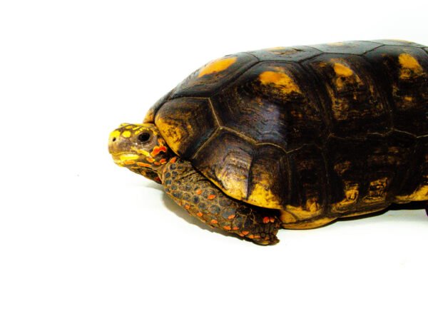 Red Foot Tortoise We have beautiful Red Foot Tortoises for sale at American Reptile Distributors!