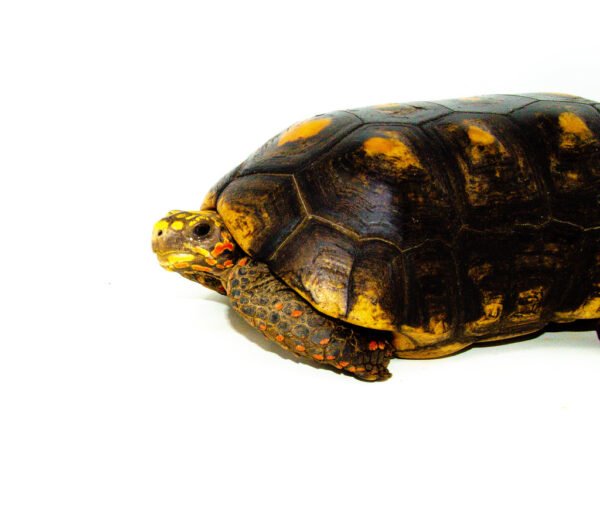 Red Foot Tortoise We have beautiful Red Foot Tortoises for sale at American Reptile Distributors!