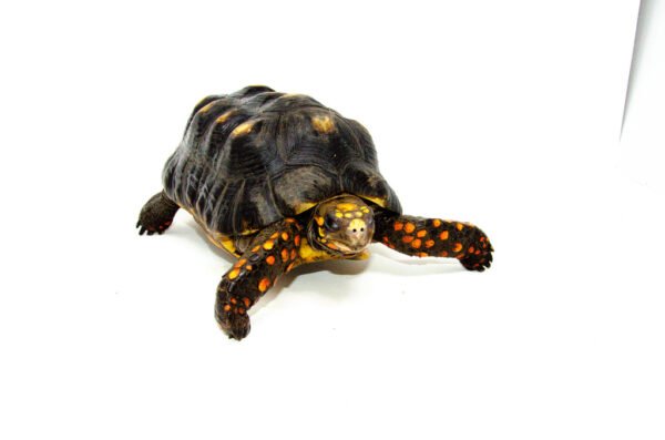Red Footed Tortoise Captive Born Adult male