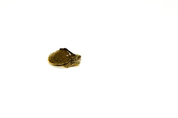 Sabine Map Turtle
