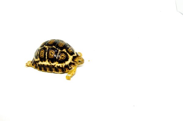 South African Giant Leopard Tortoise Female