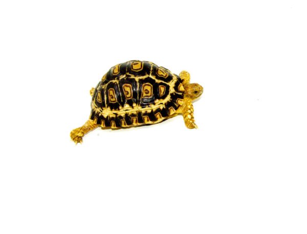 South African Giant Leopard Tortoise Female