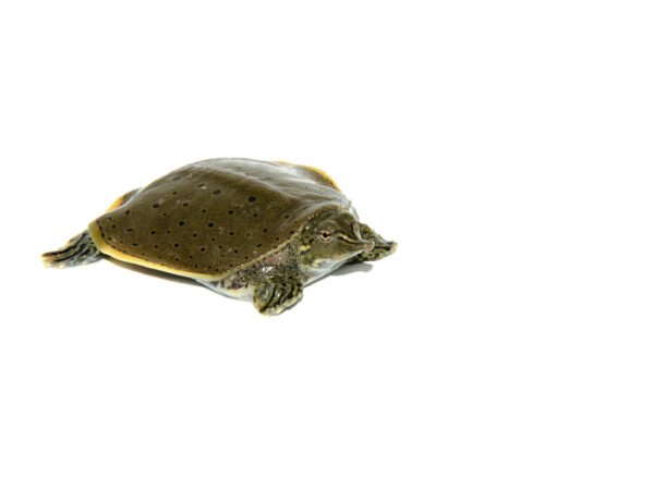 Spiny Softshell Turtle Baby