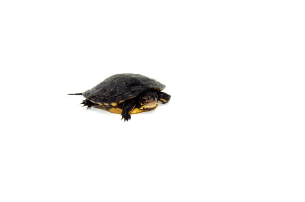 Spotted Turtle Babies