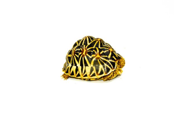 Sri Lankan Star Tortoise PROBABLE Female