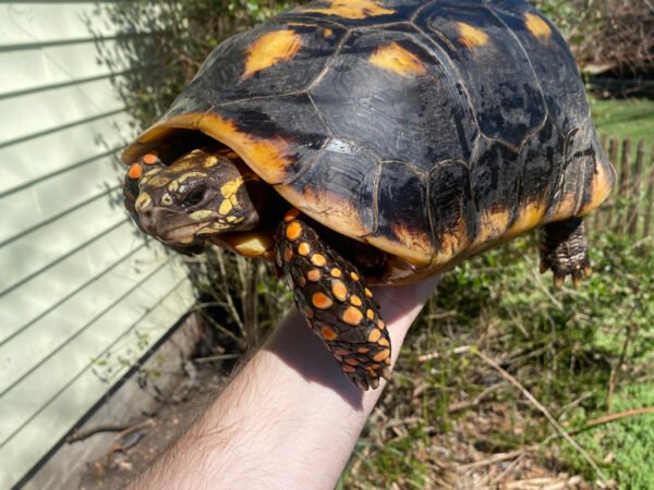 Suriname Red Foot Tortoise Adult Pair