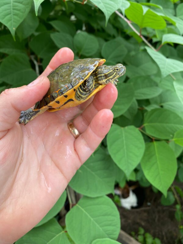Western Chicken Turtle Yearlings