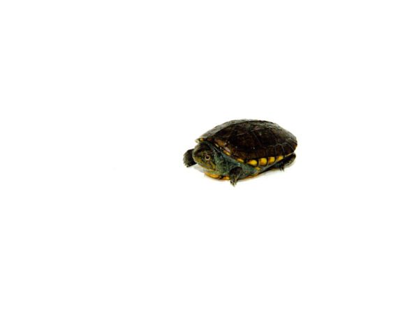 White Lipped Mud Turtle Babies for sale