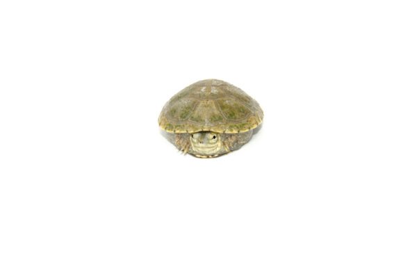 Yellow Mud Turtle Baby